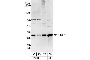 Western Blotting (WB) image for anti-Proteasome (Prosome, Macropain) Activator Subunit 1 (PA28 Alpha) (PSME1) (AA 1-50) antibody (ABIN7449795)