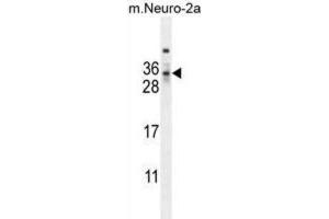 Western Blotting (WB) image for anti-MAF1 Homolog (MAF1) antibody (ABIN2995566) (MAF1 antibody)