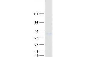 MOSC1 Protein (Myc-DYKDDDDK Tag)