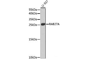Western blot analysis of extracts of U-937 cells using RAB27A Polyclonal Antibody at dilution of 1:1000. (RAB27A antibody)
