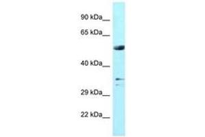 Image no. 1 for anti-WD Repeat Domain 54 (WDR54) (AA 153-202) antibody (ABIN6747934) (WDR54 antibody  (AA 153-202))
