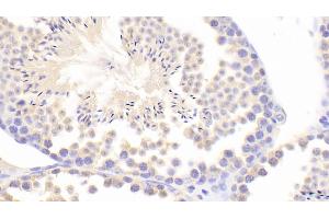 Detection of INHa in Mouse Testis Tissue using Polyclonal Antibody to Inhibin Alpha (INHa) (Inhibin alpha antibody  (AA 240-366))