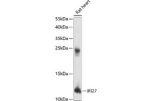 Western blot analysis of extracts of rat heart, using IFI27 antibody (ABIN6133763, ABIN6142164, ABIN6142165 and ABIN6218449) at 1:1000 dilution. (IFI27 antibody  (AA 1-100))