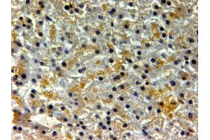 ABIN334401 (2µg/ml) staining of paraffin embedded Human Liver. (FTH1 antibody  (C-Term))