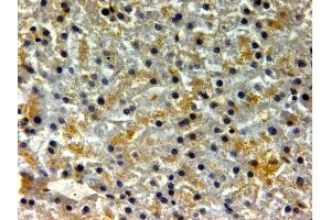 ABIN334401 (2µg/ml) staining of paraffin embedded Human Liver.