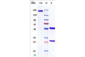 Anti-GPC3 / Glypican-3 Reference Antibody (codrituzumab) on SDS-PAGE under reducing (R) condition. (Recombinant GPC3 (Codrituzumab Biosimilar) antibody)