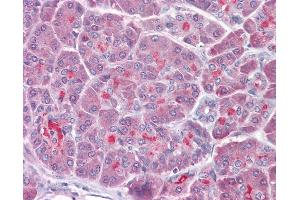 Anti-TRAF3 antibody IHC of human pancreas. (TRAF3 antibody  (AA 323-340))