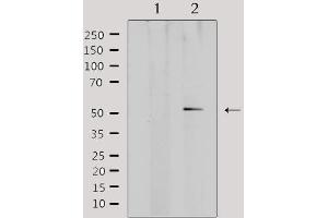 Western blot analysis of extracts from mouse brain, using ADRA1A Antibody.