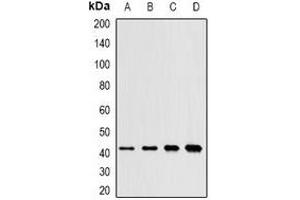 Western blot analysis of SAPK2 expression in SW620 (A), mouse kidney (B), mouse liver (C), rat brain (D) whole cell lysates.