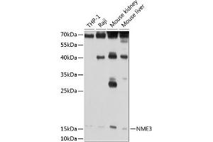 Western blot analysis of extracts of various cell lines, using NME3 antibody (ABIN3016659, ABIN3016660, ABIN3016661 and ABIN6219806) at 1:1000 dilution. (NME3 antibody  (AA 20-169))