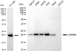 anti-CKLF-Like MARVEL Transmembrane Domain Containing 6 (CMTM6) antibody