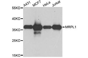 Western blot analysis of extracts of various cell lines, using MRPL1 antibody. (MRPL1 antibody  (AA 51-325))