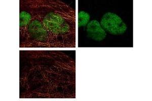 Immunofluorescence Microscopy of Rabbit anti-HDAC1 Antibody. (HDAC1 antibody  (AA 466-482))