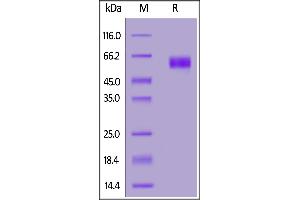 Biotinylated Human SIRP alphaV2, His,Avitag on  under reducing (R) condition. (SIRP AlphaV2 (AA 31-369) (Active) protein (His tag,AVI tag,Biotin))