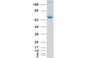 Validation with Western Blot (RPS6KA3 Protein (Myc-DYKDDDDK Tag))