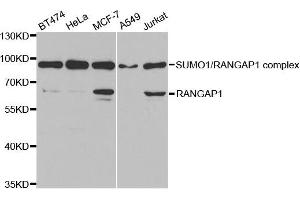 Western Blotting (WB) image for anti-Ran GTPase Activating Protein 1 (RANGAP1) antibody (ABIN1876569) (RANGAP1 antibody)
