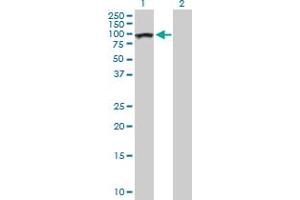 Western Blot analysis of AHI1 expression in transfected 293T cell line by AHI1 MaxPab polyclonal antibody.