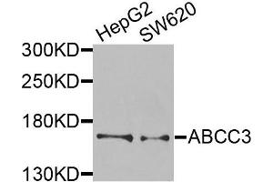 Western blot analysis of extracts of various cells, using ABCC3 antibody. (ABCC3 antibody)
