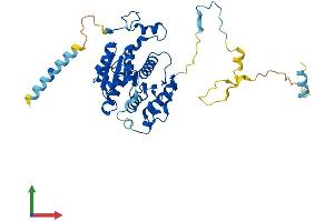 Protein Structure (PS) image for Ubiquitin-Like Modifier Activating Enzyme 5 (UBA5) (AA 1-404) protein (His tag) (ABIN7544948)