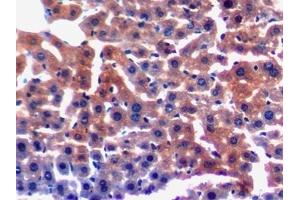 #VALUE! (LAMC3 antibody  (AA 751-875))