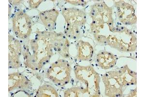 Immunohistochemistry of paraffin-embedded human kidney tissue using ABIN7149509 at dilution of 1:100