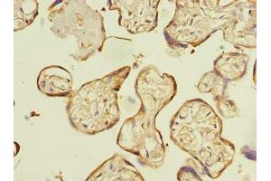 Immunohistochemistry of paraffin-embedded human placenta tissue using ABIN7151794 at dilution of 1:100 (ENKD1 antibody  (AA 1-346))