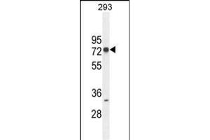 ZNF780A Antibody (N-term) (ABIN654493 and ABIN2844225) western blot analysis in 293 cell line lysates (35 μg/lane).