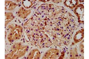 IHC image of ABIN7143295 diluted at 1:500 and staining in paraffin-embedded human kidney tissue performed on a Leica BondTM system. (FICD antibody  (AA 63-185))