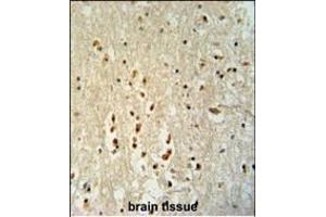 PTOV1 antibody (N-term) (ABIN654709 and ABIN2844400) immunohistochemistry analysis in formalin fixed and paraffin embedded human brain tissue followed by peroxidase conjugation of the secondary antibody and DAB staining. (PTOV1 antibody  (N-Term))