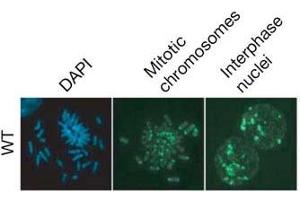 Immunofluorescence (IF) image for anti-5-Methylcytosine antibody (ABIN2451915) (5-Methylcytosine antibody)