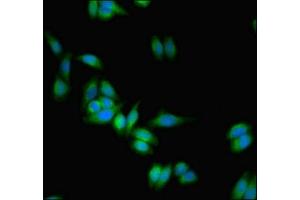 Immunofluorescent analysis of HepG2 cells using ABIN7167523 at dilution of 1:100 and Alexa Fluor 488-congugated AffiniPure Goat Anti-Rabbit IgG(H+L) (PTPRZ1 antibody  (AA 36-300))