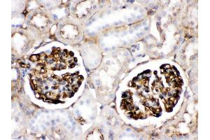 Apolipoprotein A I was detected in paraffin-embedded sections of rat kidney tissues using rabbit anti- Apolipoprotein A I Antigen Affinity purified polyclonal antibody at 1 μg/mL. (APOA1 antibody  (AA 25-259))
