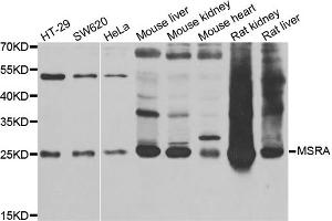 Western blot analysis of extracts of various cell lines, using MSRA antibody (ABIN5973791) at 1/1000 dilution. (MSRA antibody)
