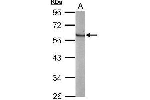 WB Image Sample (20 ug of whole cell lysate) A: human ESC 10% SDS PAGE antibody diluted at 1:3000