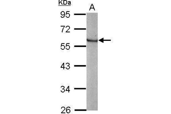 KLF4 anticorps  (C-Term)