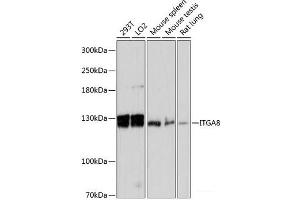 Western blot analysis of extracts of various cell lines using ITGA8 Polyclonal Antibody at dilution of 1:3000. (ITGA8 antibody)