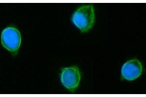 IF analysis of GLUD1/2 using anti-GLUD1/2 antibody (ABIN7602000). (GLUD1 / GLUD2 (AA 54-553) antibody)