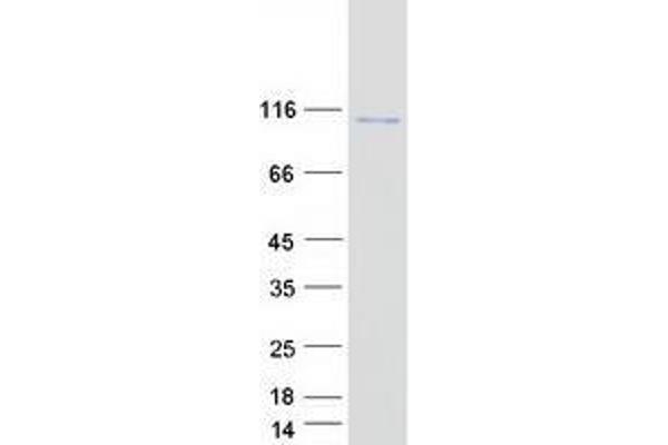 XRN2 Protein (Myc-DYKDDDDK Tag)