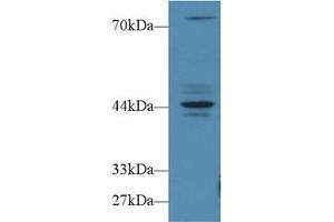 Western Blot; Sample: Human MCF7 cell lysate; Primary Ab: 1µg/ml Rabbit Anti-Human FBS Antibody Second Ab: 0.