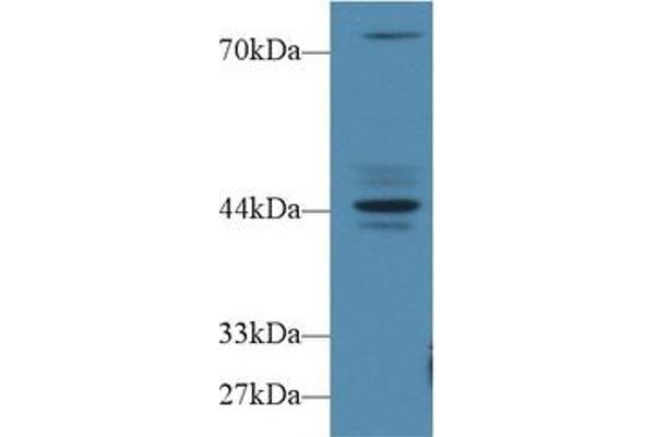 Fibrosin antibody  (AA 1-250)