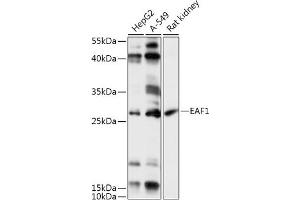 Western blot analysis of extracts of various cell lines, using E antibody (ABIN7266919) at 1:1000 dilution. (EAF1 antibody  (AA 50-120))