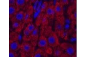 Immunofluorescence analysis of Rat liver tissue using CYCS Monoclonal Antibody at dilution of 1:200. (Cytochrome C antibody)