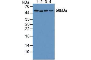 Figure. (KATNA1 antibody  (AA 8-229))