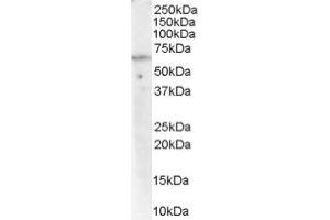 Image no. 1 for anti-Protein Phosphatase 2, Regulatory Subunit A, alpha (PPP2R1A) (C-Term) antibody (ABIN374545) (PPP2R1A antibody  (C-Term))