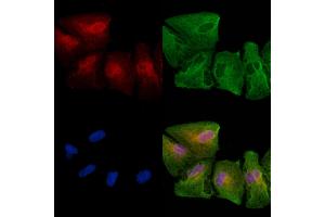 ABIN7094782 and ABIN7098833 staining  cells by IF/ICC. (Neurogranin antibody  (N-Term))