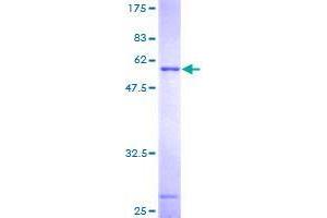 Image no. 1 for tRNA-Histidine Guanylyltransferase 1-Like (THG1L) (AA 1-269) protein (GST tag) (ABIN1322688) (THG1L Protein (AA 1-269) (GST tag))