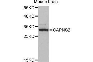 Western blot analysis of extracts of mouse brain, using CAPNS2 antibody (ABIN6293982) at 1:3000 dilution.