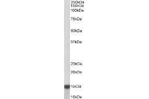 ABIN1049506 (0. (NDUFA7 antibody  (Internal Region))
