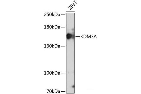 KDM3A antibody