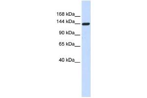 Western Blotting (WB) image for anti-Dishevelled Associated Activator of Morphogenesis 1 (DAAM1) antibody (ABIN2459853) (DAAM1 antibody)